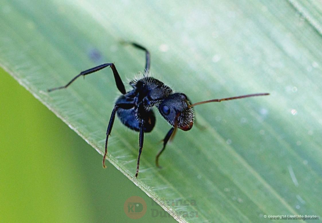 Camponotus cf. crassus.jpg