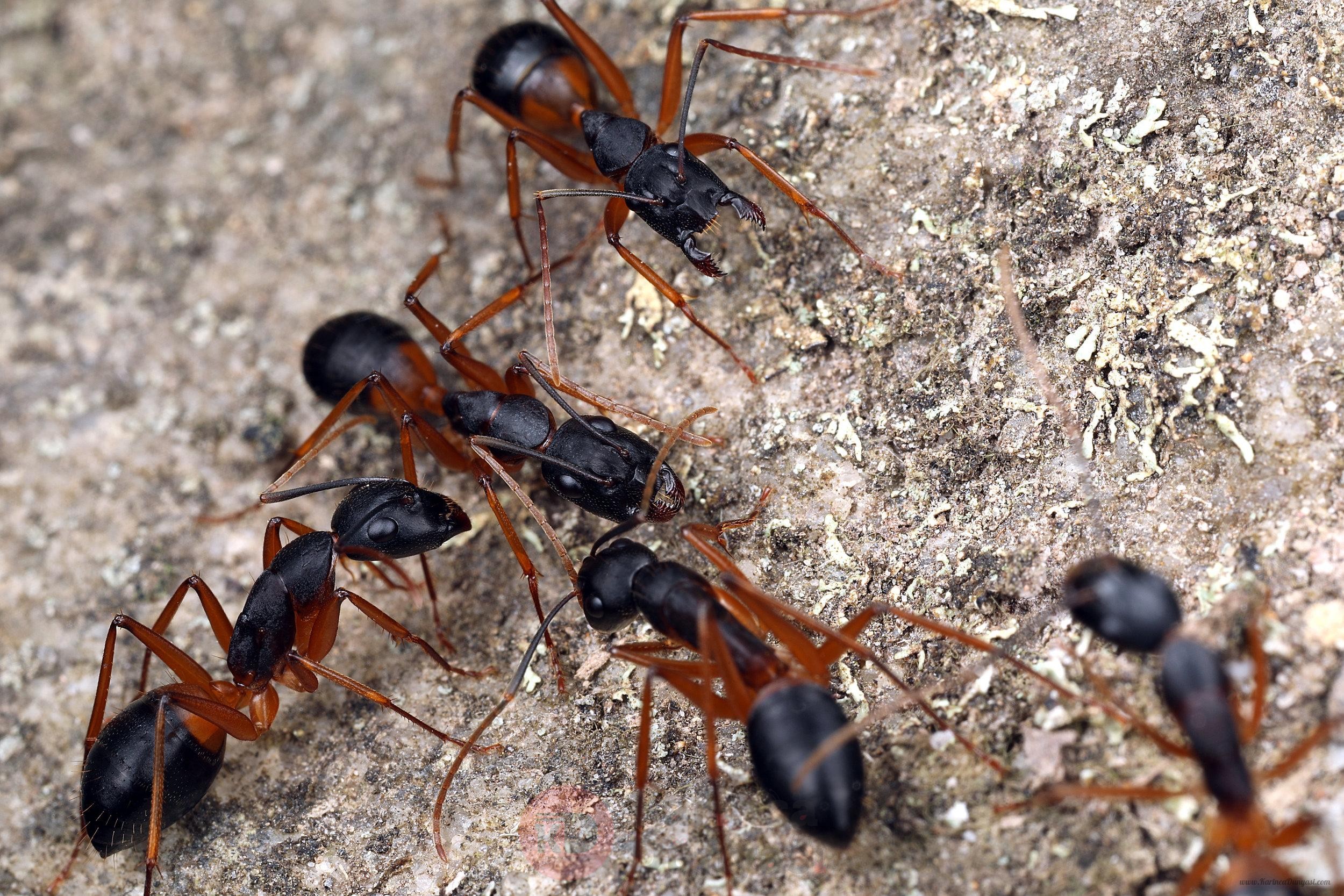 Camponotus+consobrinus+black.jpg