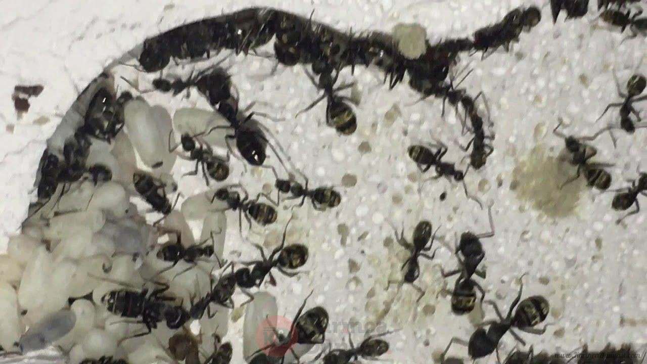 Camponotus Cosmicus.jpg