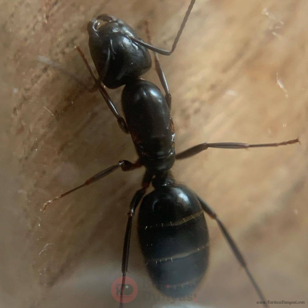 Camponotus fallax 3.jpg