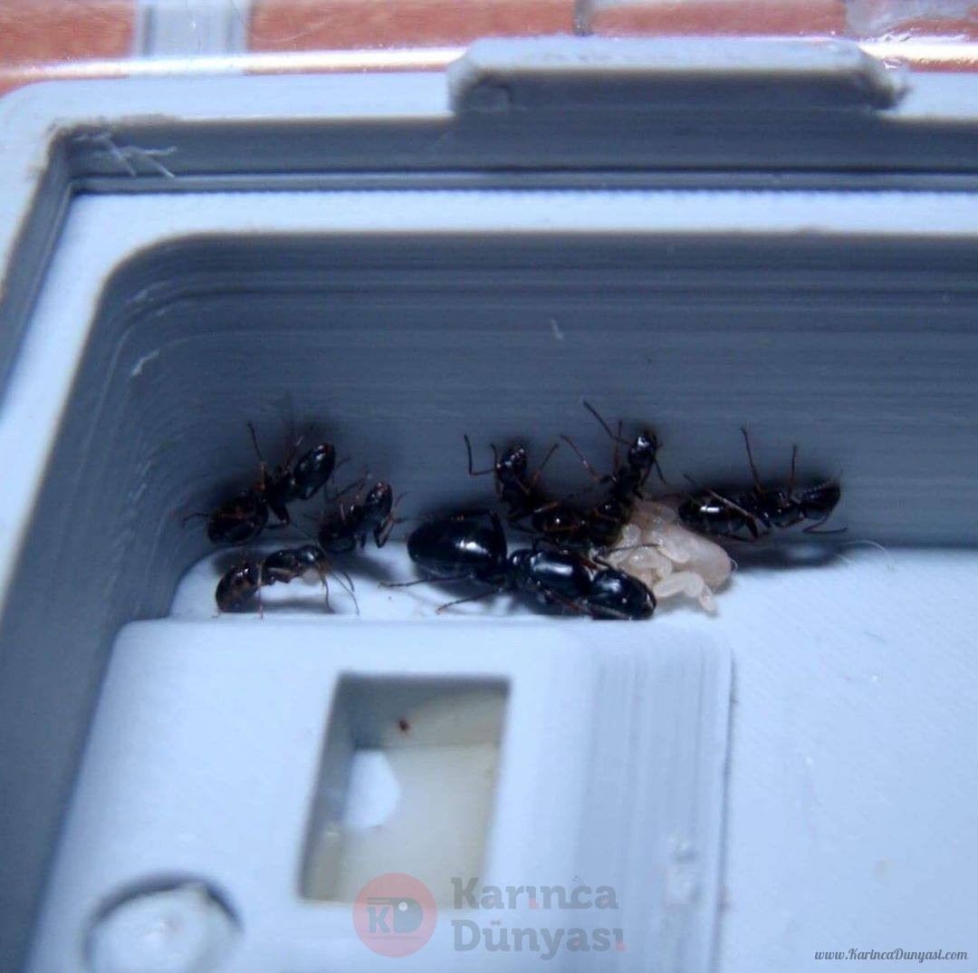 Camponotus fallax 4.jpg