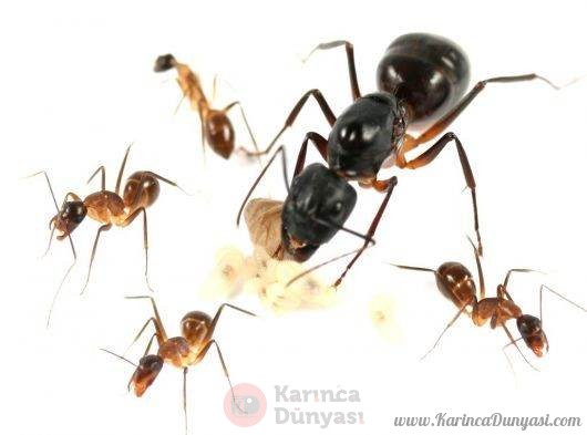 Camponotus fellah 1.jpg