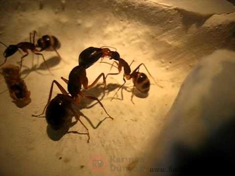 Camponotus fellah.jpg