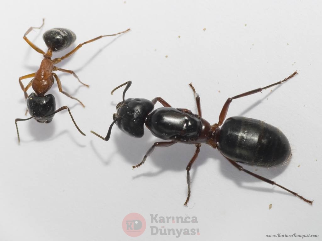Camponotus Herculeanus.jpg