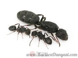 Camponotus Lasiselene.jpg
