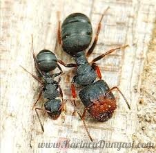 Camponotus Lasiselene2.jpg