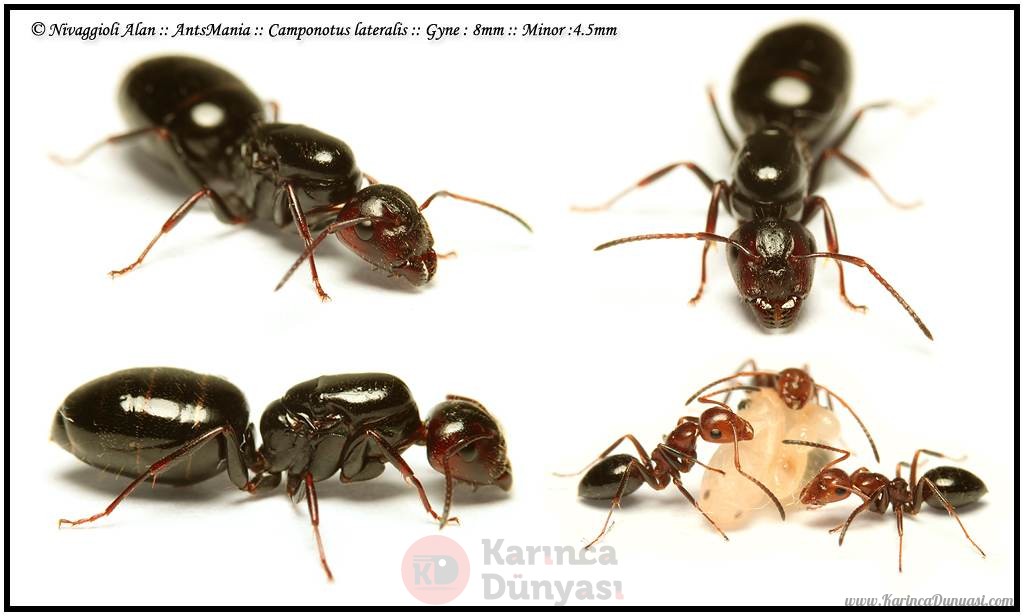 Camponotus-lateralis.jpg