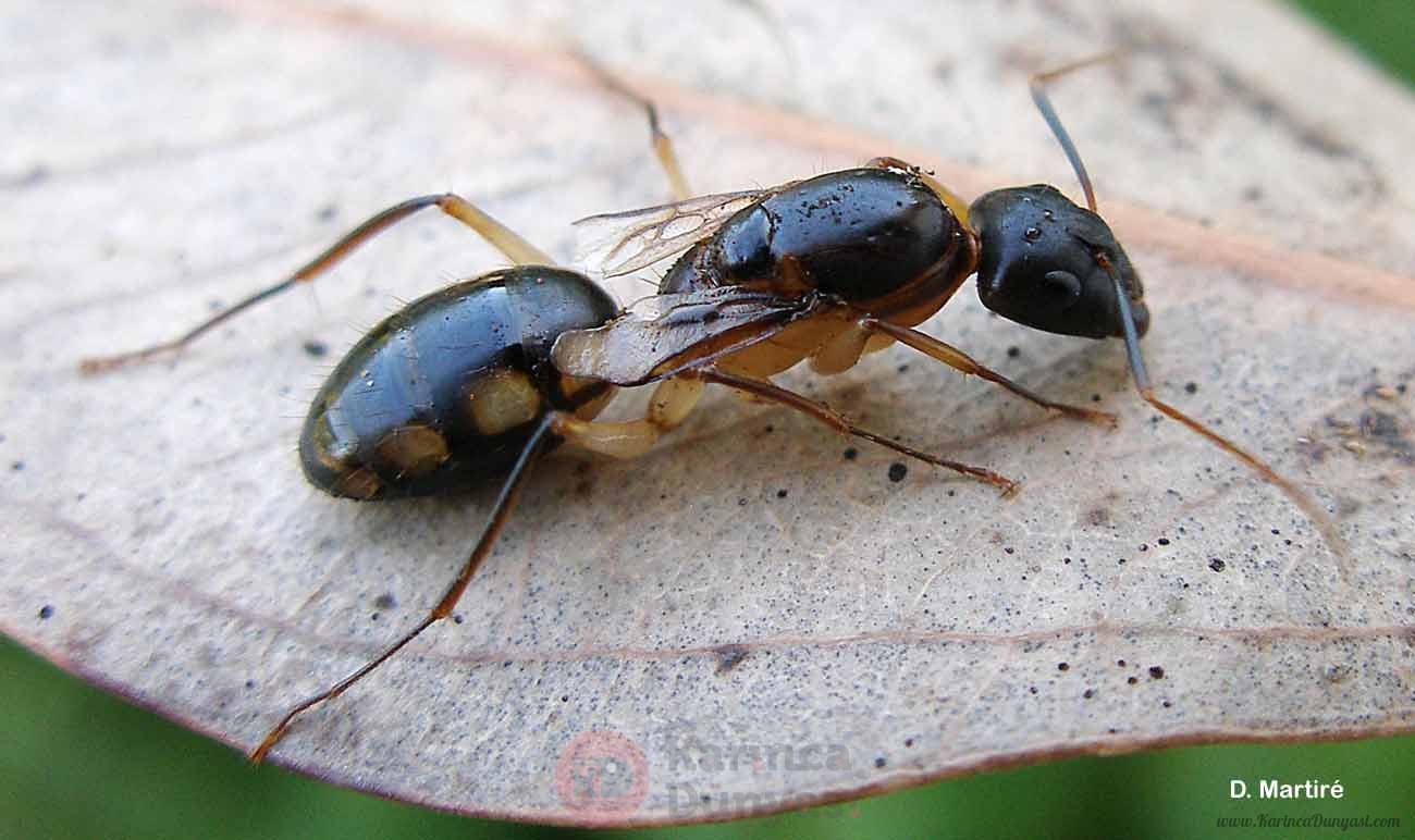 Camponotus maculatus 1.jpg