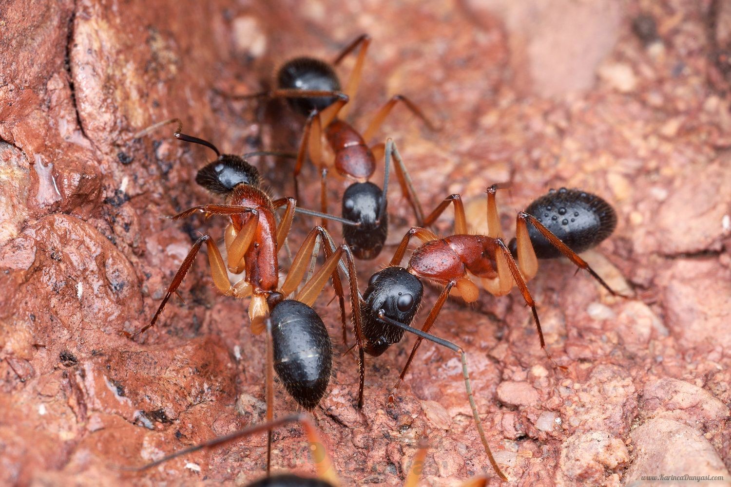 Camponotus+nigriceps+3.jpg