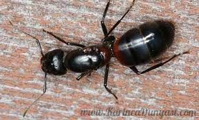Camponotus obscuripes..jpg