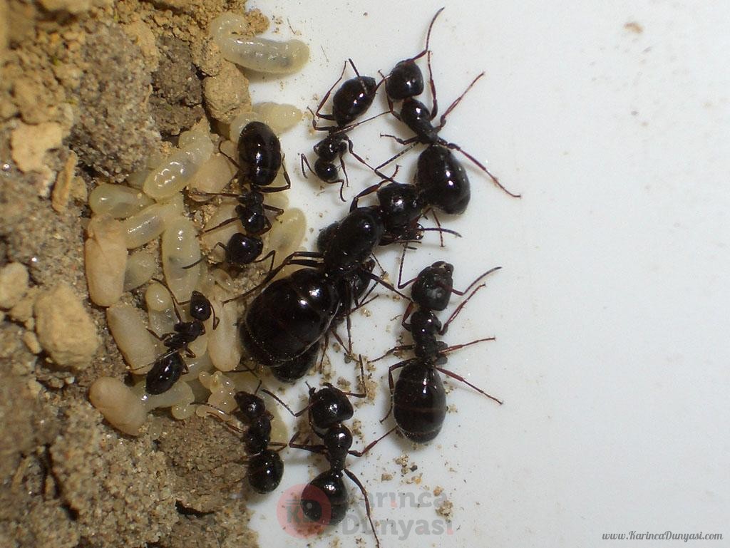 Camponotus piceus.jpg