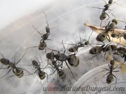 Camponotus pseudolendus.jpg