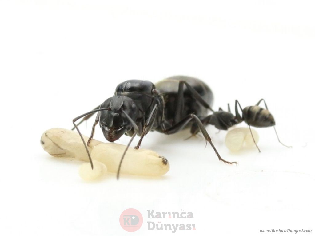Camponotus rufoglaucus feae colonie-head.jpg
