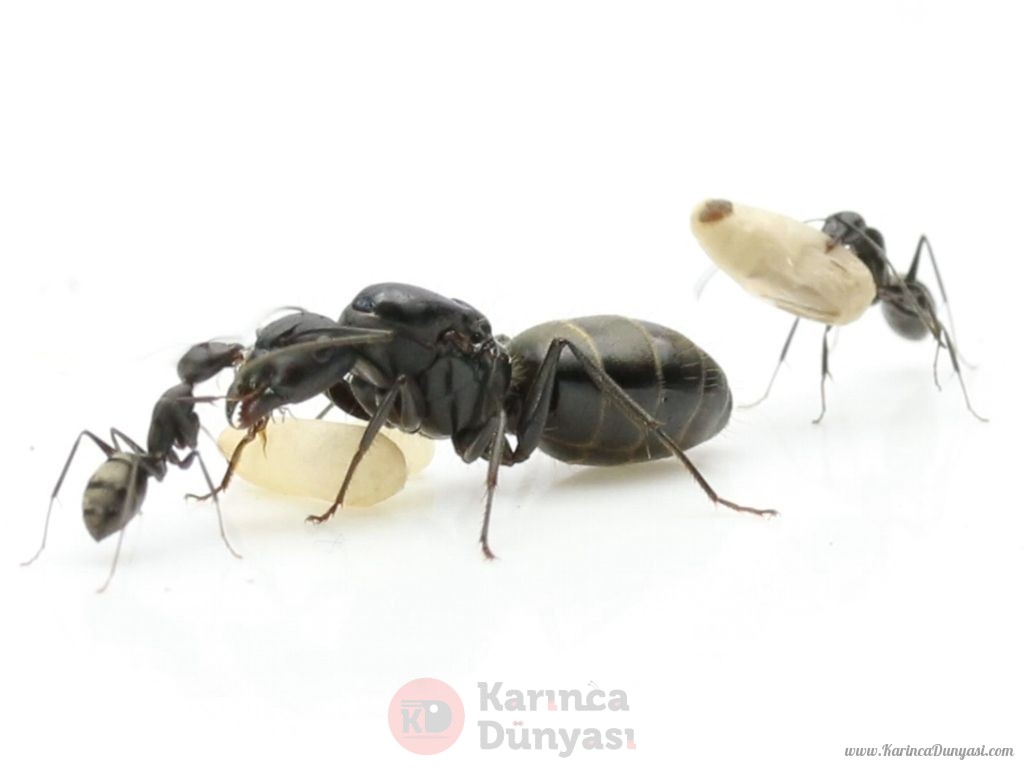 Camponotus rufoglaucus feae colonie.jpg