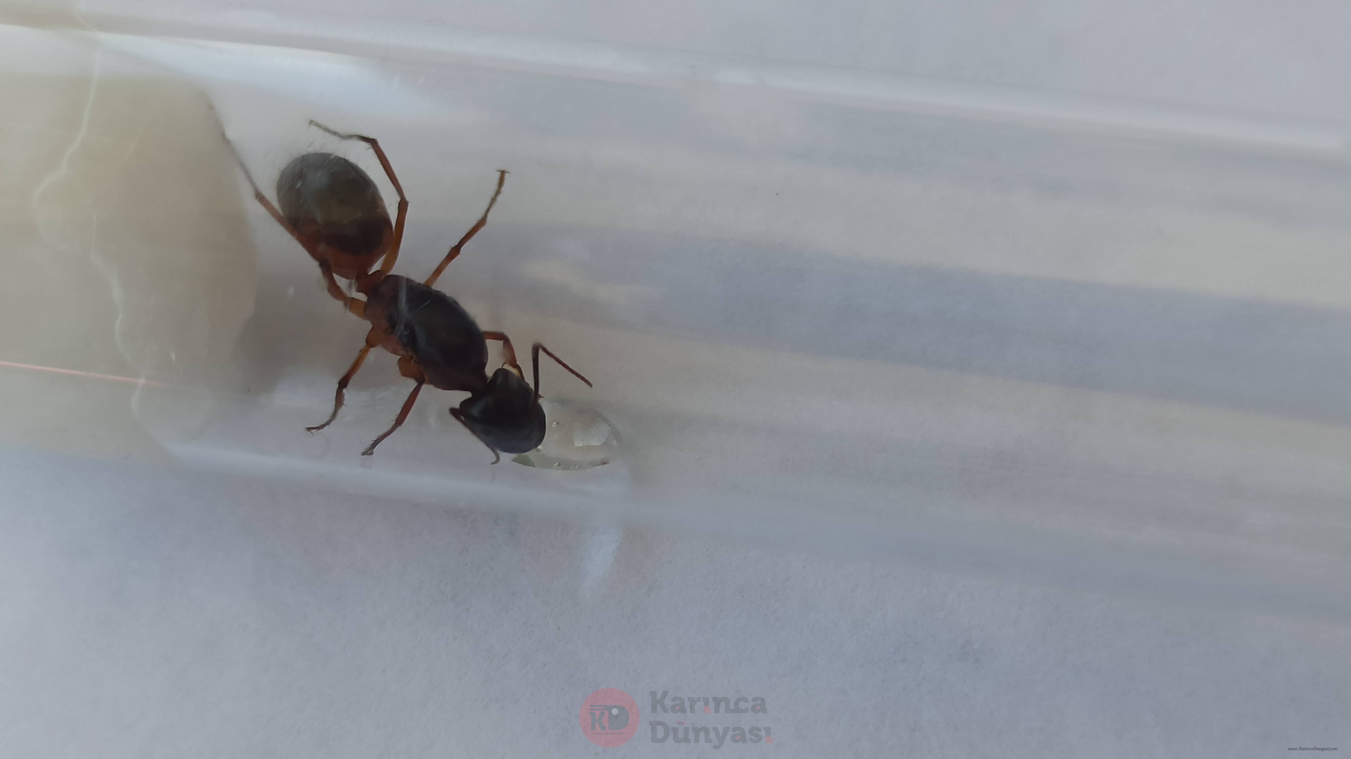 Camponotus Sanstus.jpg