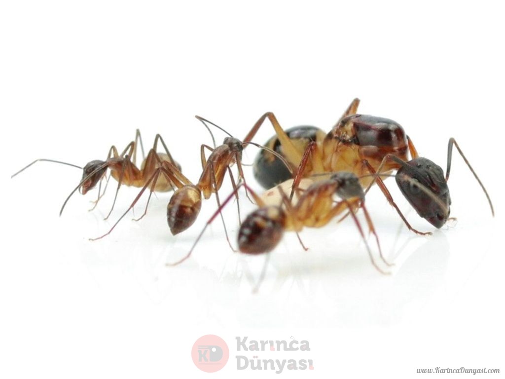 Camponotus substitutus dunkle Variante-colonie.jpg