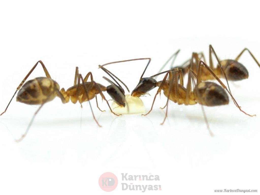 Camponotus substitutus dunkle Variante-drink.jpg