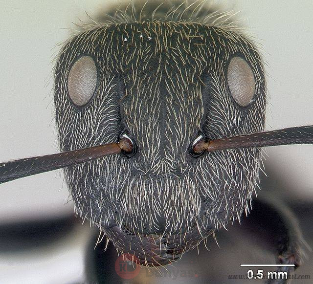 Camponotus_arboreus_casent0173393_head_1.jpg