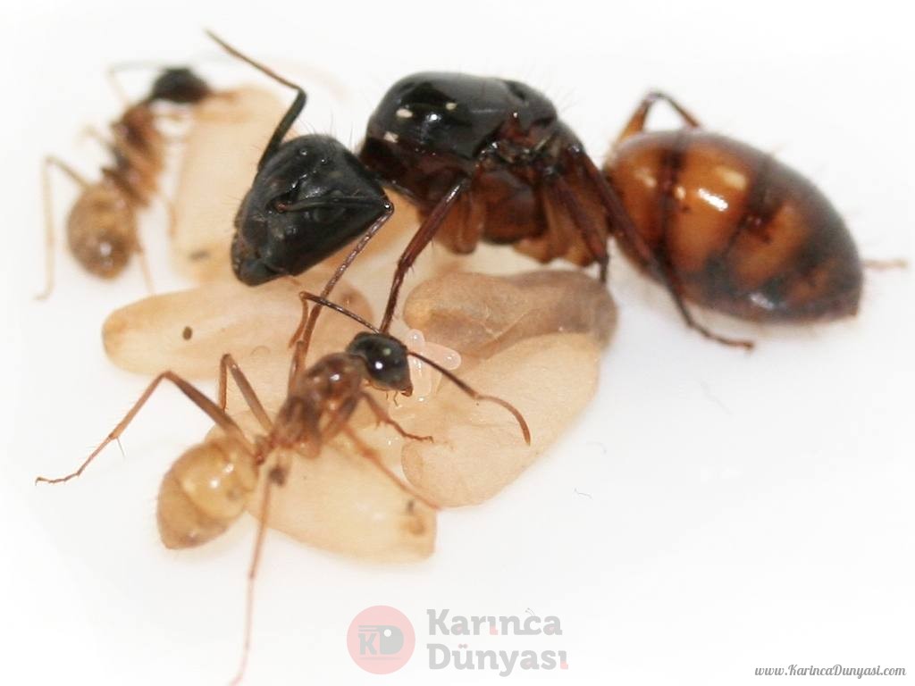 Camponotus Atriceps Kraliçe.jpg