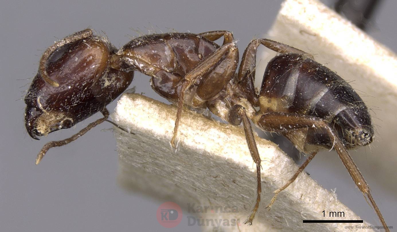 Camponotus_barbatus.jpg