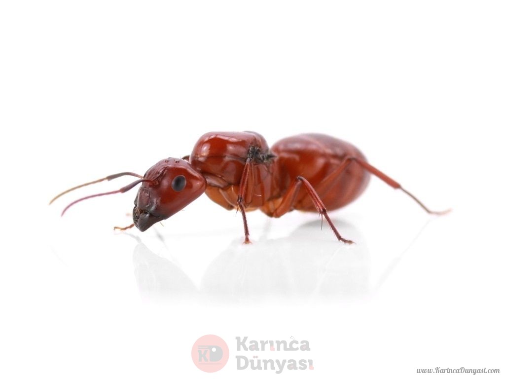 Camponotus_castaneus-queen.jpg