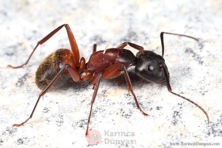 Camponotus_chromaiodes,_Randolph,_Massachusetts_(Tom_Murray).jpg