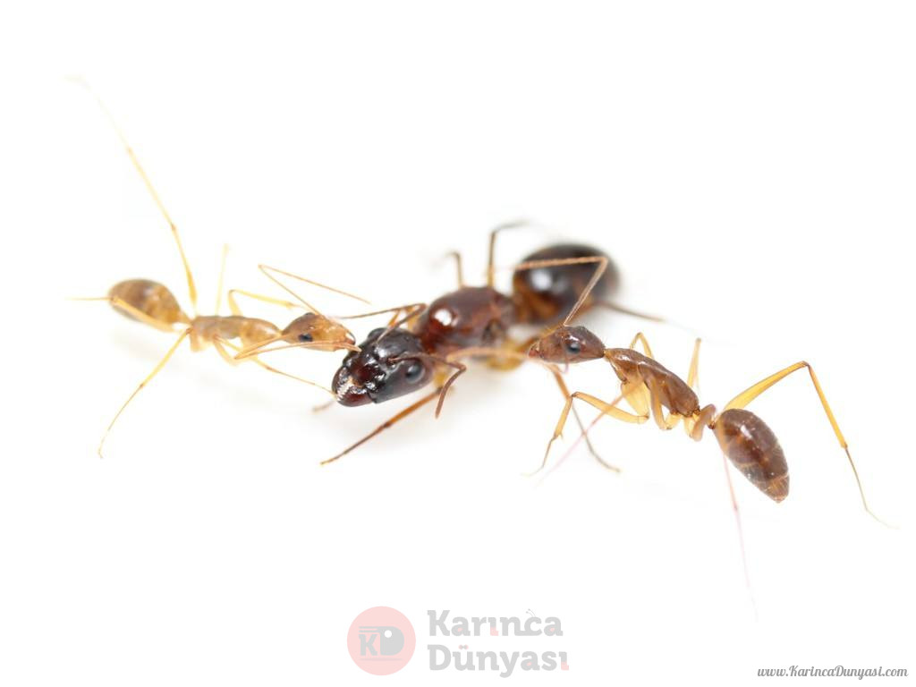 camponotus_coloratus.jpg