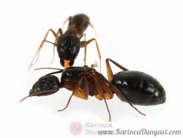camponotus_monju.jpg