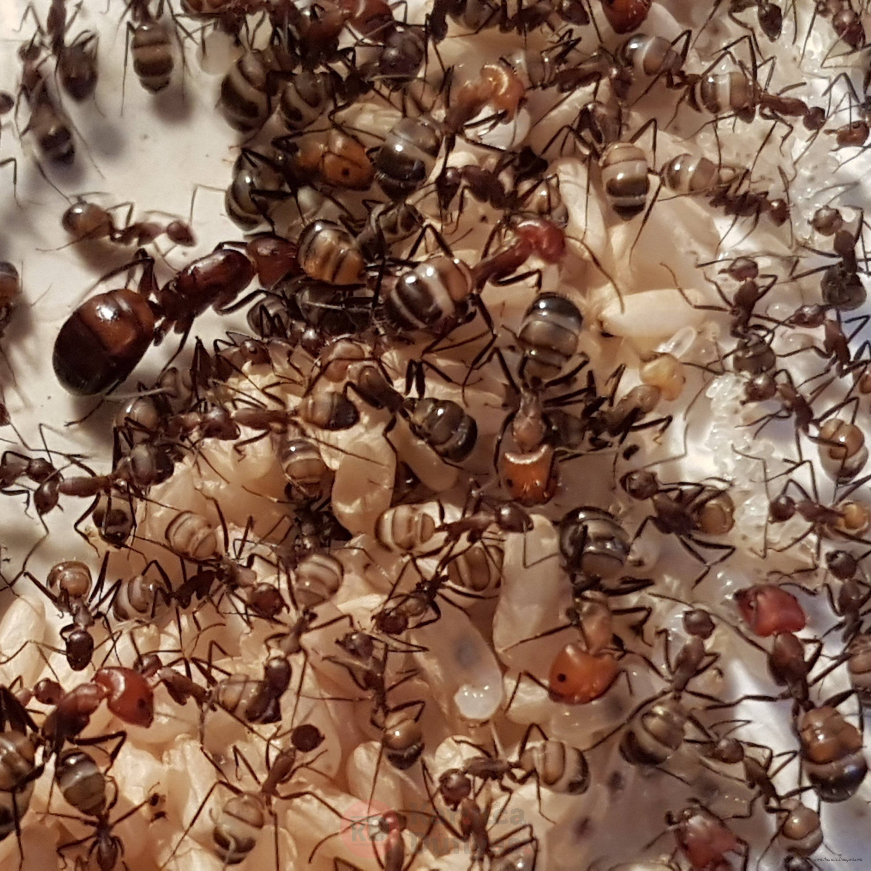 Camponotus_Nicobarensis_3017x.jpg