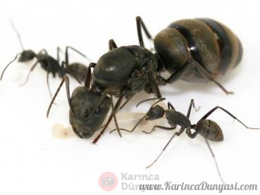 camponotus_pseudolendus.jpg