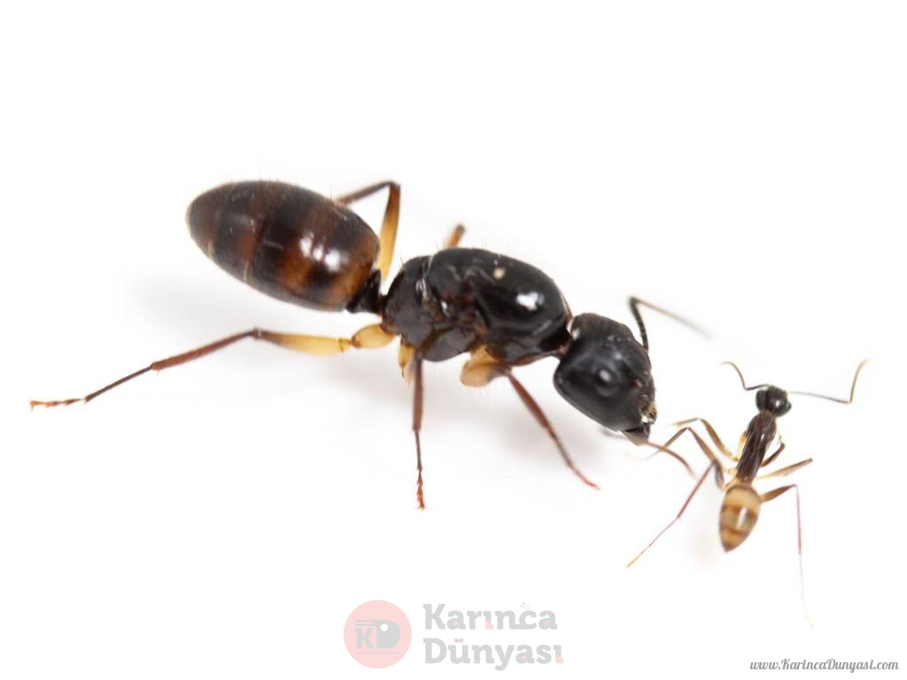 camponotus_rufipes.jpg
