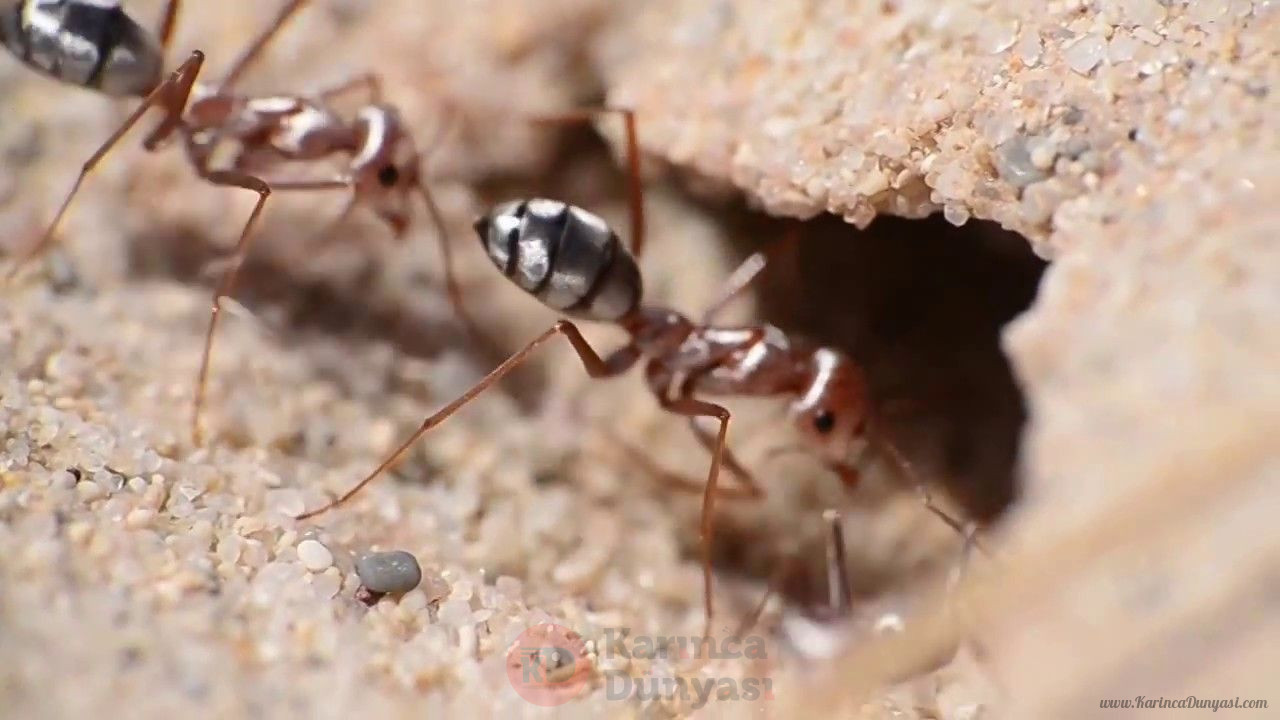 Cataglyphis Bombycinus2.jpg
