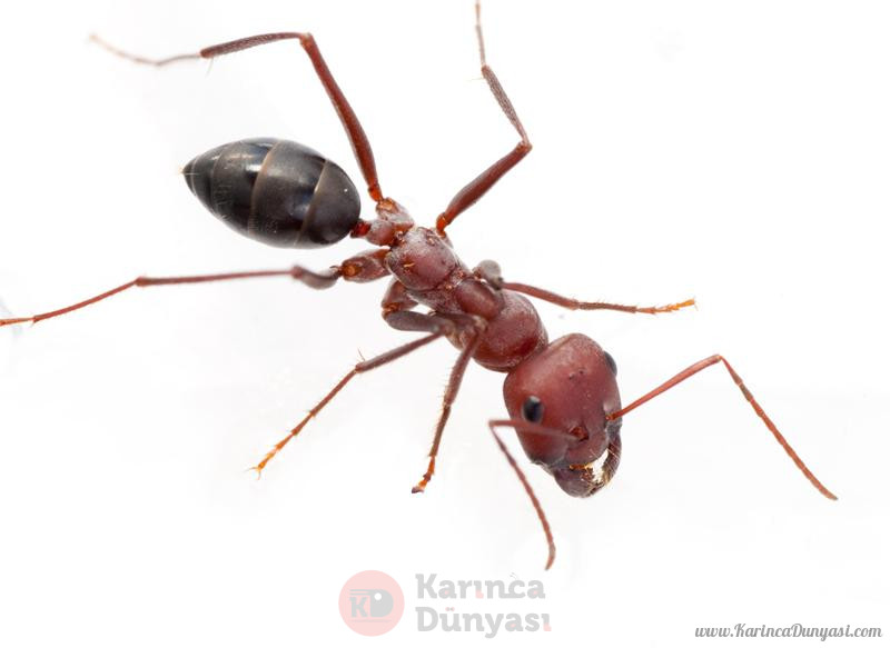 Cataglyphis nodus karınca.jpg