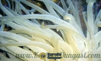 condylactis_anemone.png