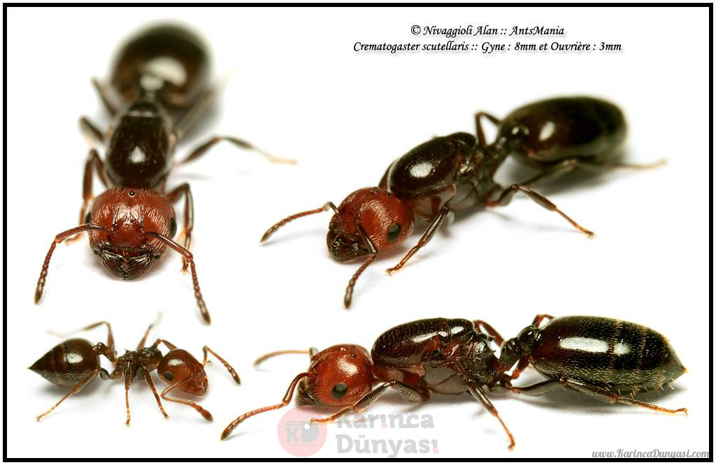 Crematogaster-scutellaris.jpg