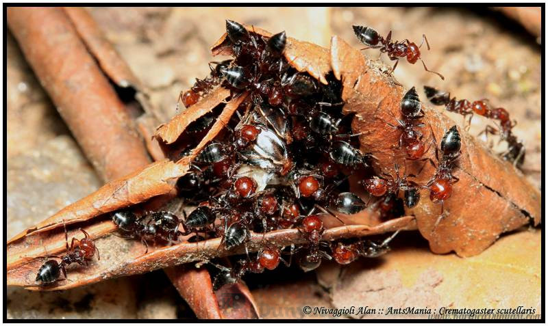 Crematogaster-scutellaris-ouvrieres.jpg