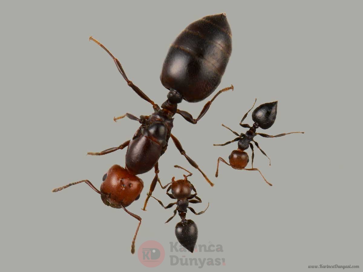 Crematogaster-scutellaris-queen-colony-ant-for-sale-buy-hangya-vásárlás-királynő-kolónia.jpg