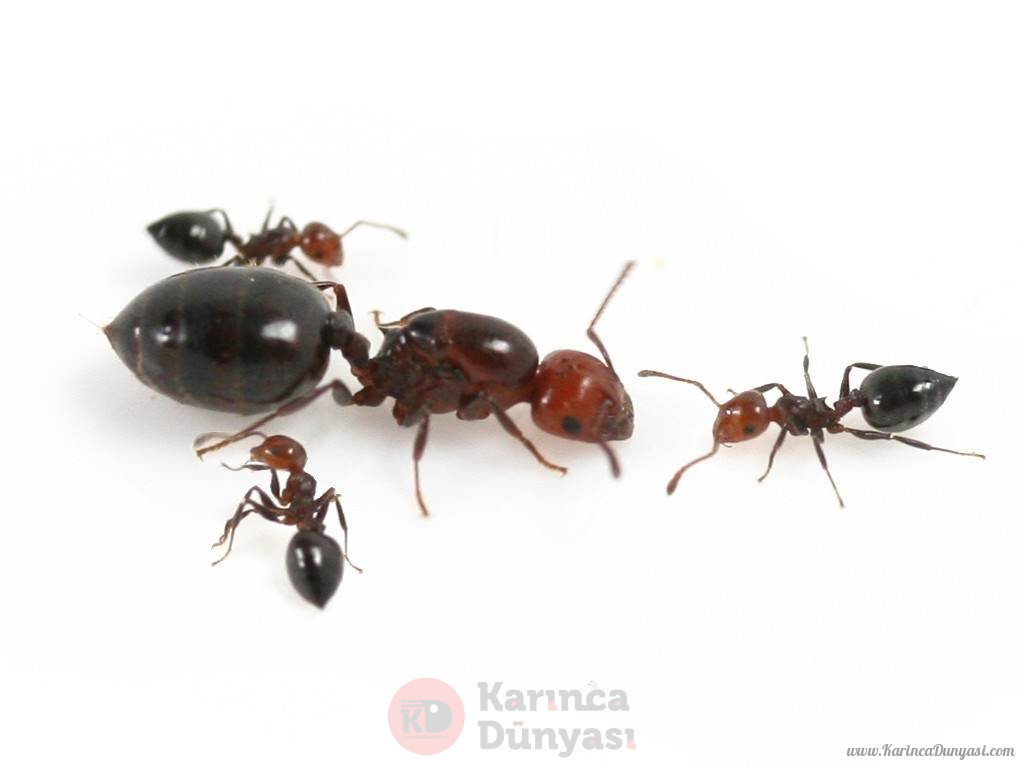 crematogaster_scutellaris.jpg