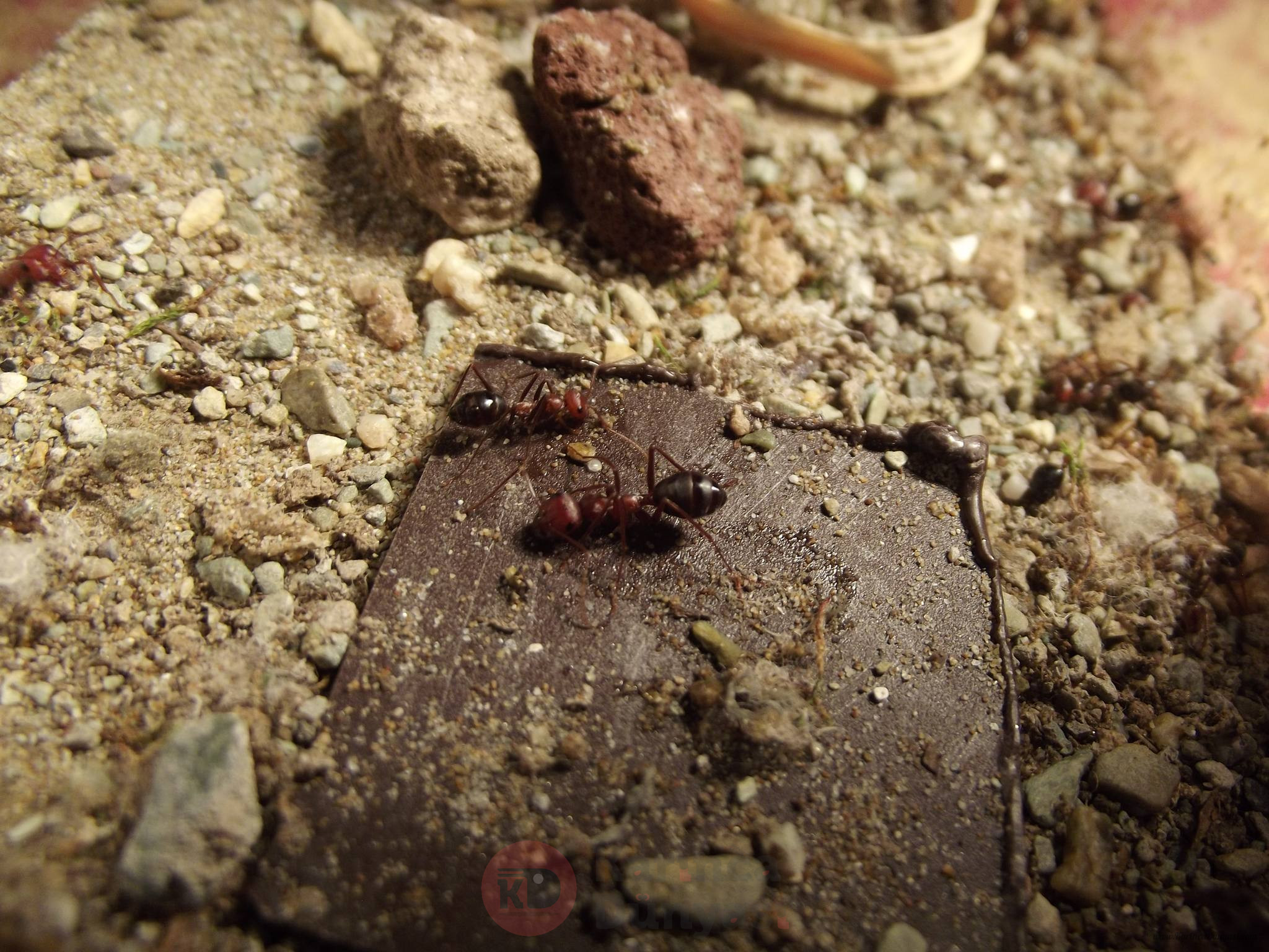 DSCF5324.JPG