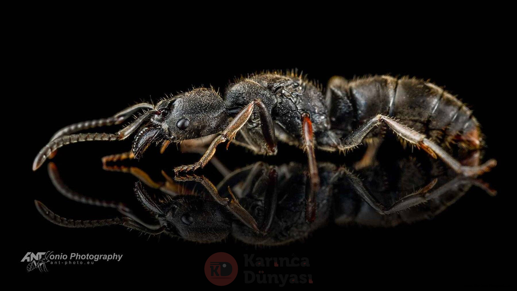 Ectomomyrmex-astutus2.jpg
