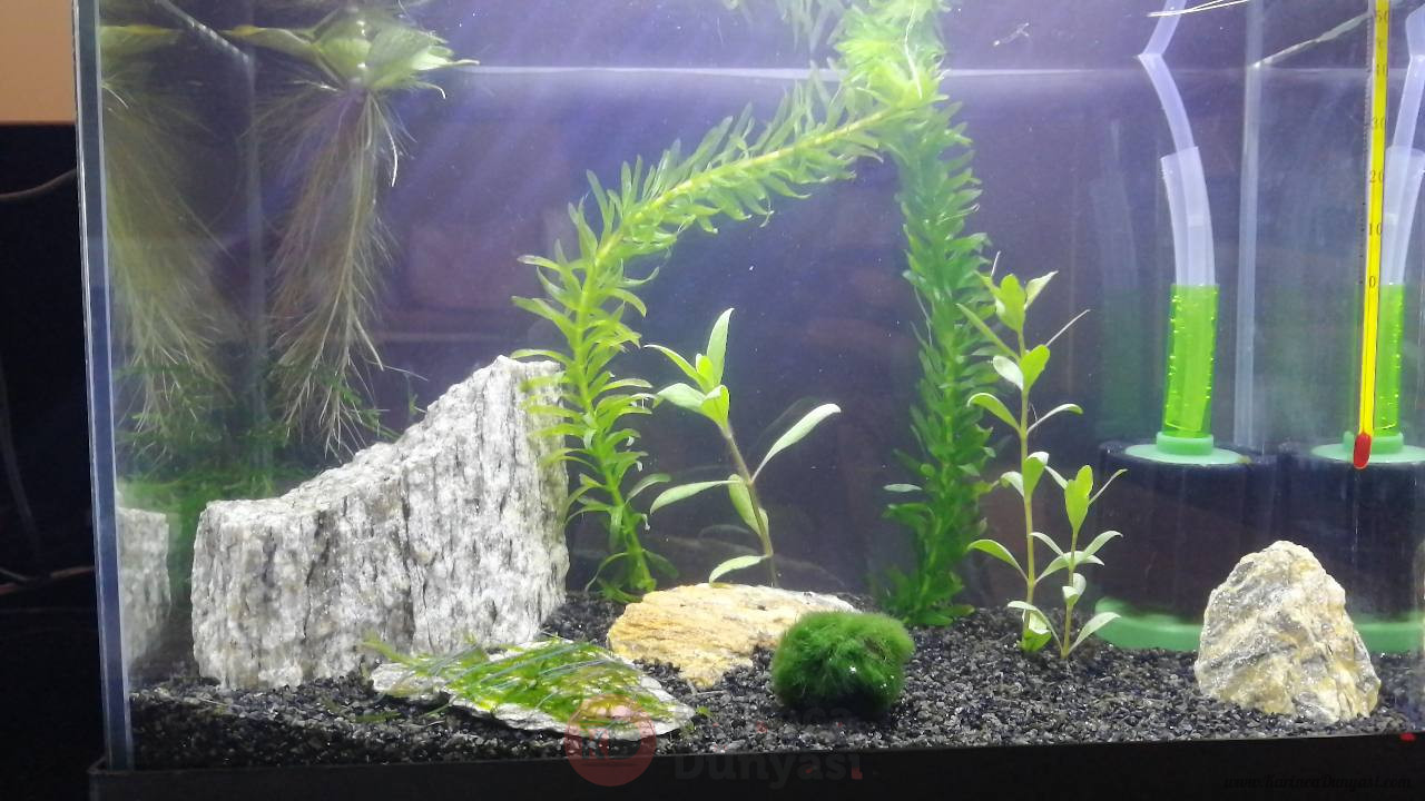 elodea bağlandı.jpg