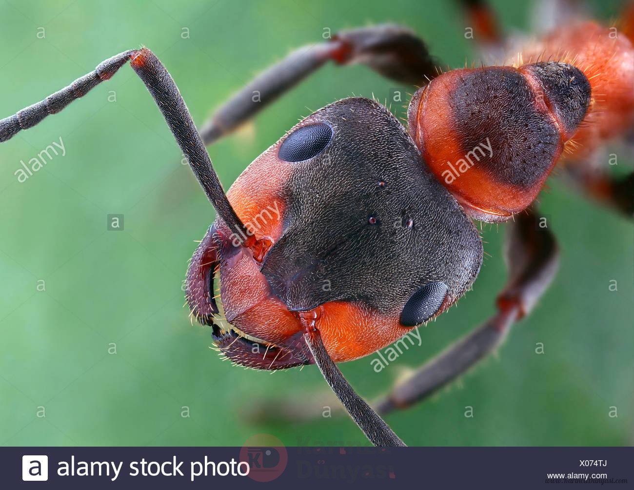 european-red-wood-ant-formica-pratensis-head-top-view-germany-X074TJ.jpg