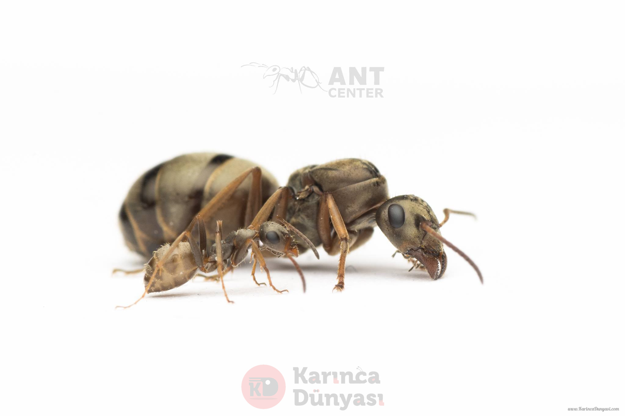 Formica cinerea.jpg