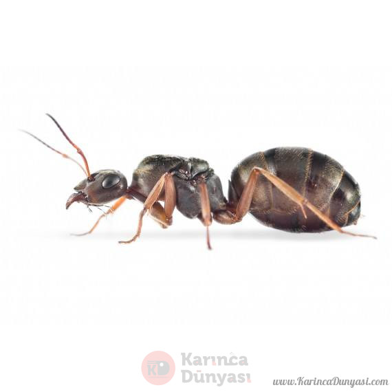 Formica (Serviformica) cinerea queen.jpg