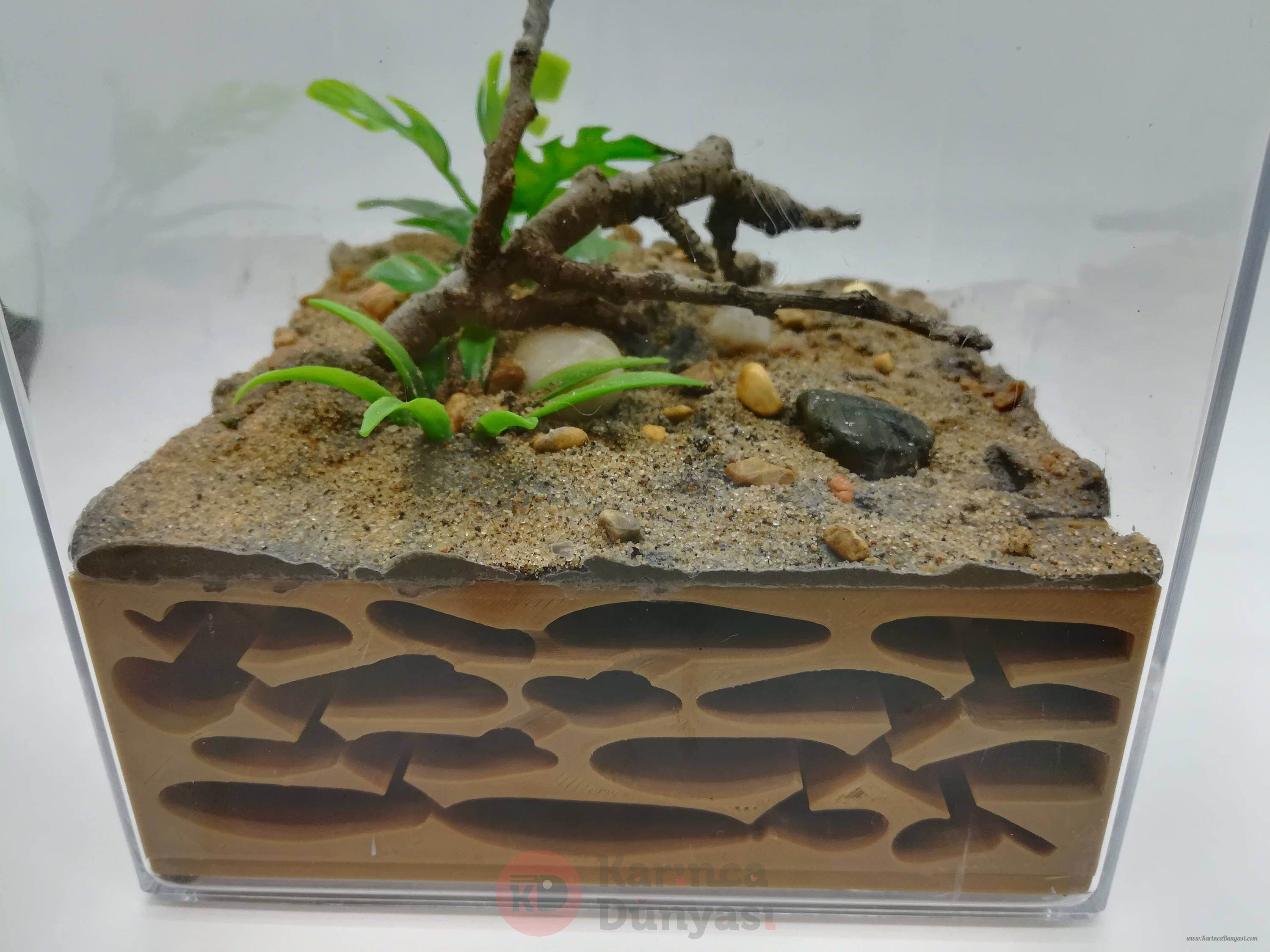 Formicarium - Yaşam Alanı.jpg