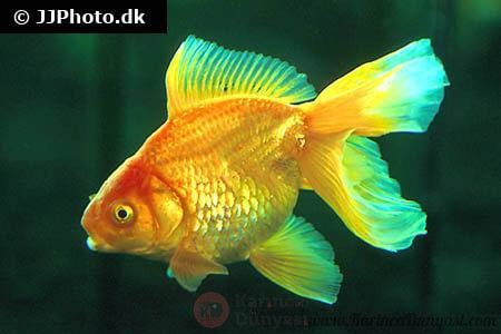 goldfish-golden.jpg