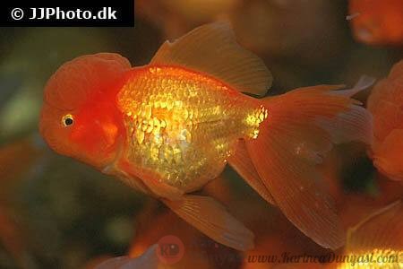 goldfish-lionhead.jpg