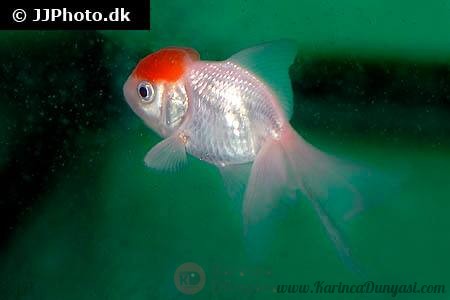 goldfish-redcap-oranda.jpg
