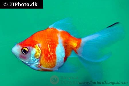 goldfish-redwhite-pearlscale.jpg
