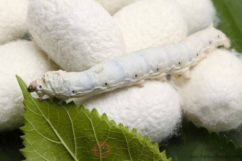 Graphene-Fed Silkworms Produce a Super-Strong Silk That Conducts Electricity.jpg